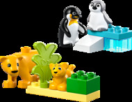 Wild Animal Families: Penguins & Lions